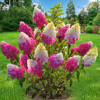 Гортензия метельчатая Фрайз Мелба