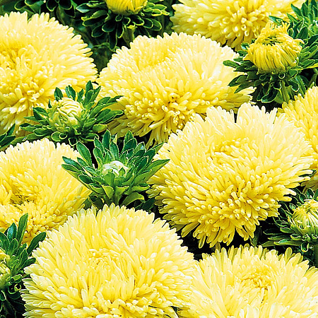 Фото Астра Гала Жёлтая