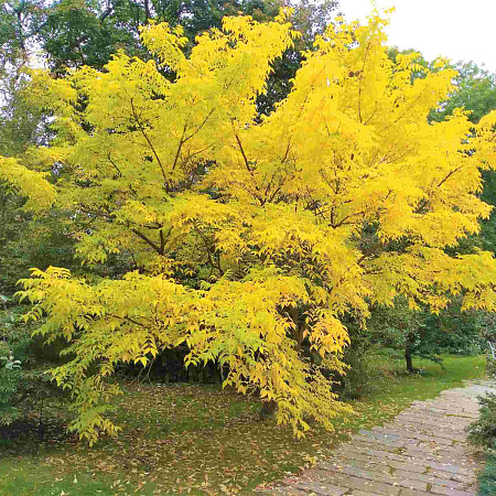 Фото Бархат Амурский
