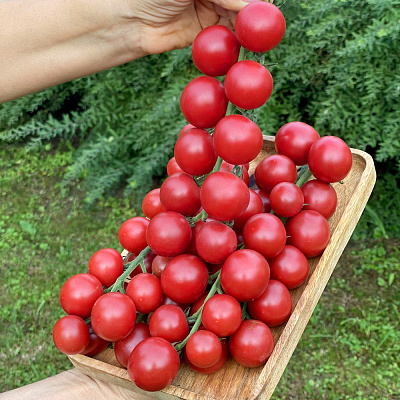 Помидор Рознари F1