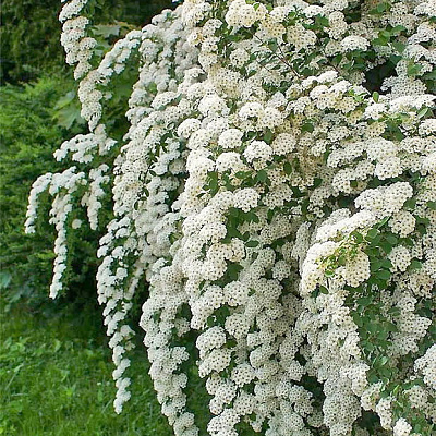 Спирея ниппонская Джун брайд