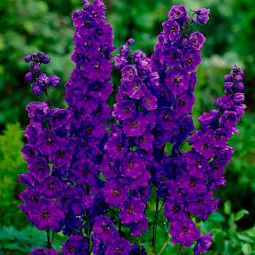 Дельфиниум Чёрный король