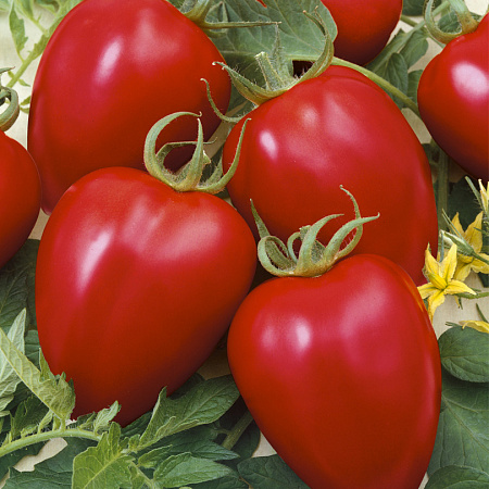 Фото Помидор Бонапарт F1