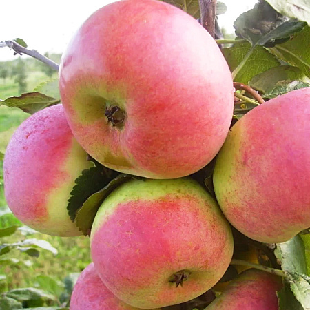 Фото Яблоня Ауксис