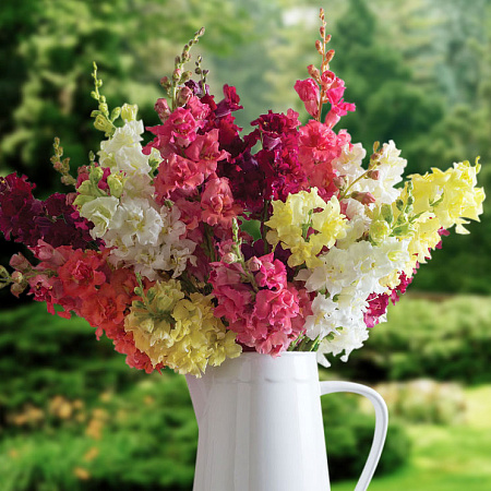 Фото Львиный зев Мадам Баттерфляй набор