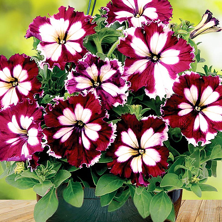 Фото Петуния крупноцветковая Канкан Бургунди