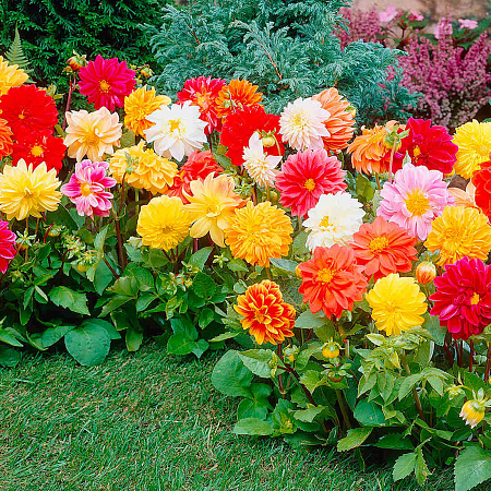 Фото Георгин Анвинс Яркий набор