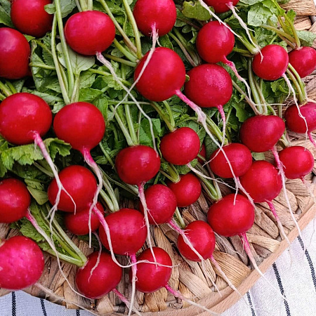 Фото Редис Марс F1