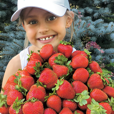 Земляника садовая Альбион