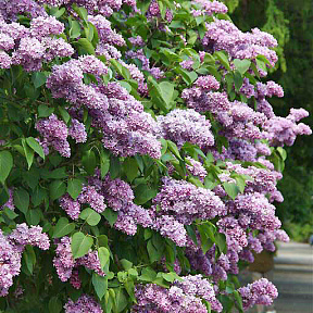 Сирень обыкновенная Максимович