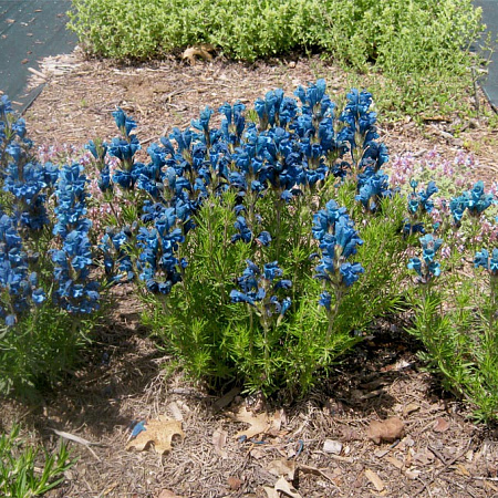Фото Змееголовник Харкевича