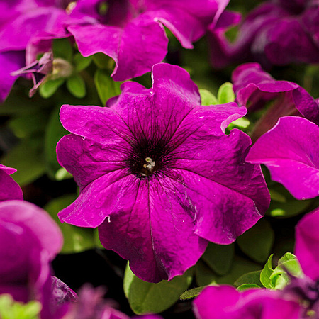 Фото Петуния Лимбо пурпурная