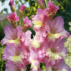 Гладиолус Владивосток