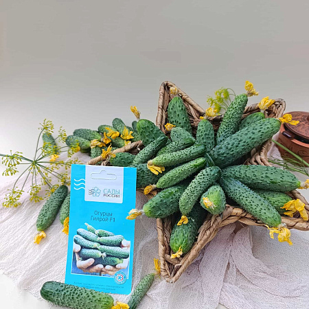 Фото Огурец Гилрой F1