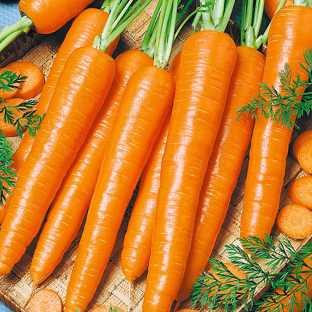 Фото Морковь Морелия F1