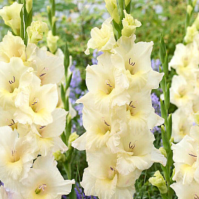 Гладиолус Айвори Присцилла