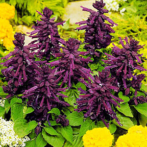 Сальвия Виста Пурпурная