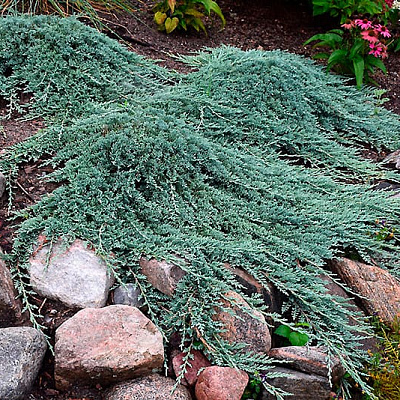 Можжевельник горизонтальный Айс Блю