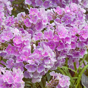 Флокс метельчатый Франц Шуберт