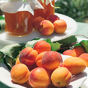 Абрикос Триумф Северный (полукарлик)