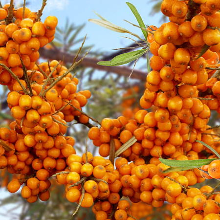 Фото Облепиха Фрисдорфер оранж