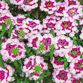 Вербена Наваждение фиолетовые оттенки