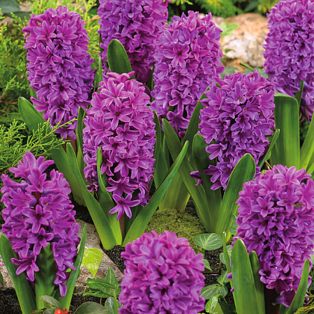 Фото Гиацинт Мисс Сайгон