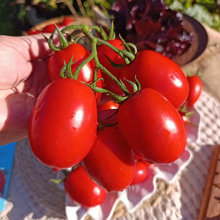 Фото Помидор Алинка F1