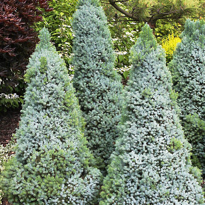 Ель канадская Сандерс Блю