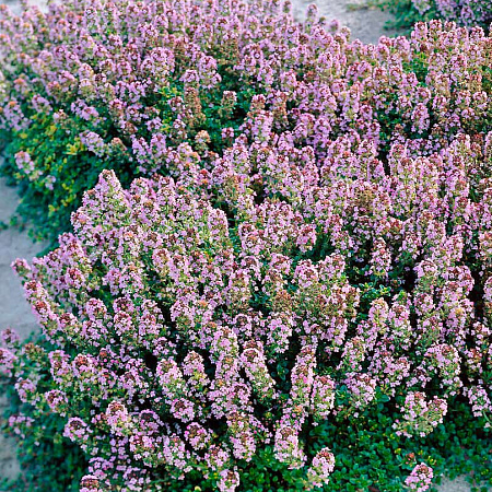 Фото Тимьян лимоннопахнущий Дун Вэлли