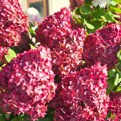 Гортензия метельчатая Колорфул Коктейль