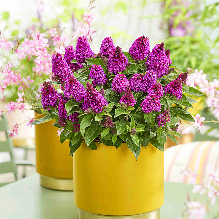 Фото Буддлея Литл Рокстарс Ред