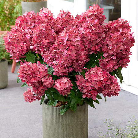 Фото Гортензия метельчатая Бонфайер