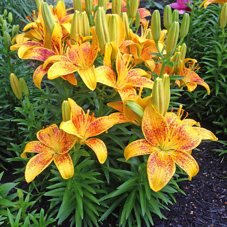 Фото Лилия азиатская горшечная Тайни Наггет