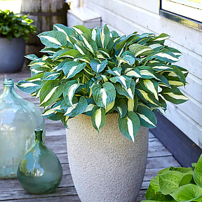 Хоста Пин ап