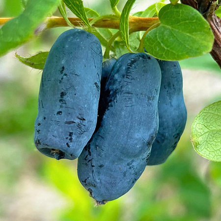 Фото Жимолость Снегирь