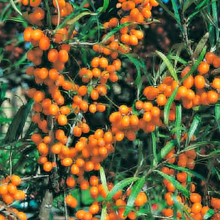 Фото Облепиха Любимая