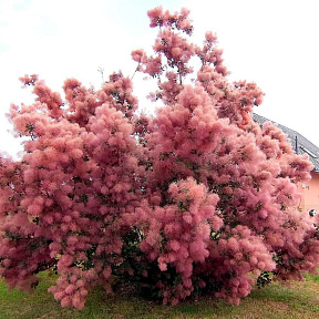 Скумпия Роял Перпл