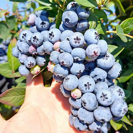 Фото Голубика Элизабет