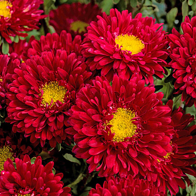 Астра Матсумото Ред