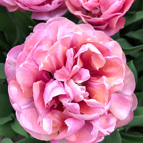Тюльпан махровый поздний Эмейзинг Грейс
