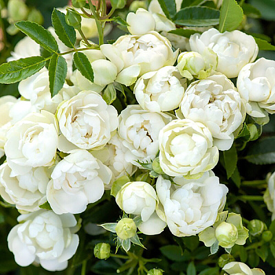 Роза почвопокровная Вайт Морсдаг