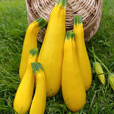 Кабачок Ясмин F1