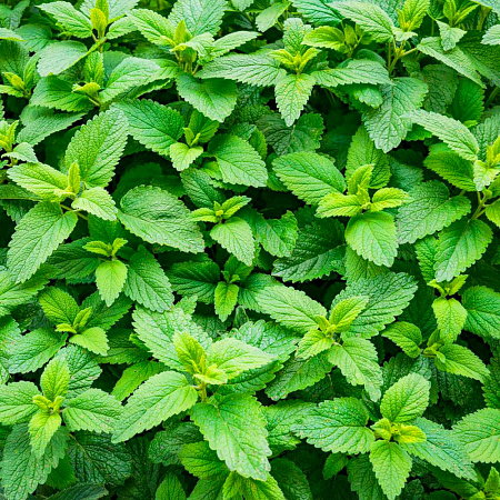 Фото Мята Спиката колосистая