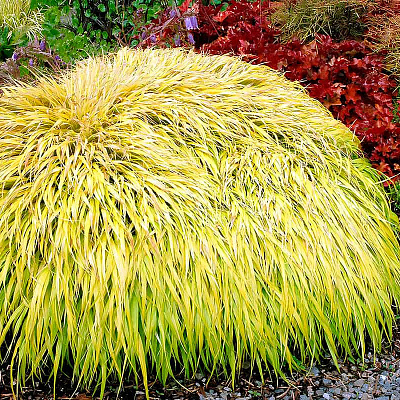 Хаконехлоа большая Олл Голд