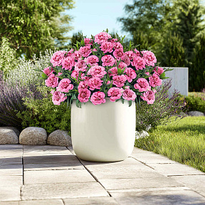 Гвоздика Оскар Пинк энд Перпл