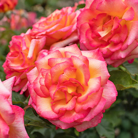 Фото Роза флорибунда Шейлас Парфюм