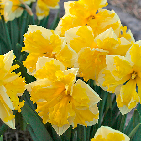 Фото Нарцисс Банана Сплэш