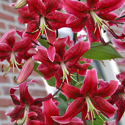 Лилия ОТ-гибрид Мисс Фея