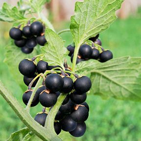 Паслён шершавый